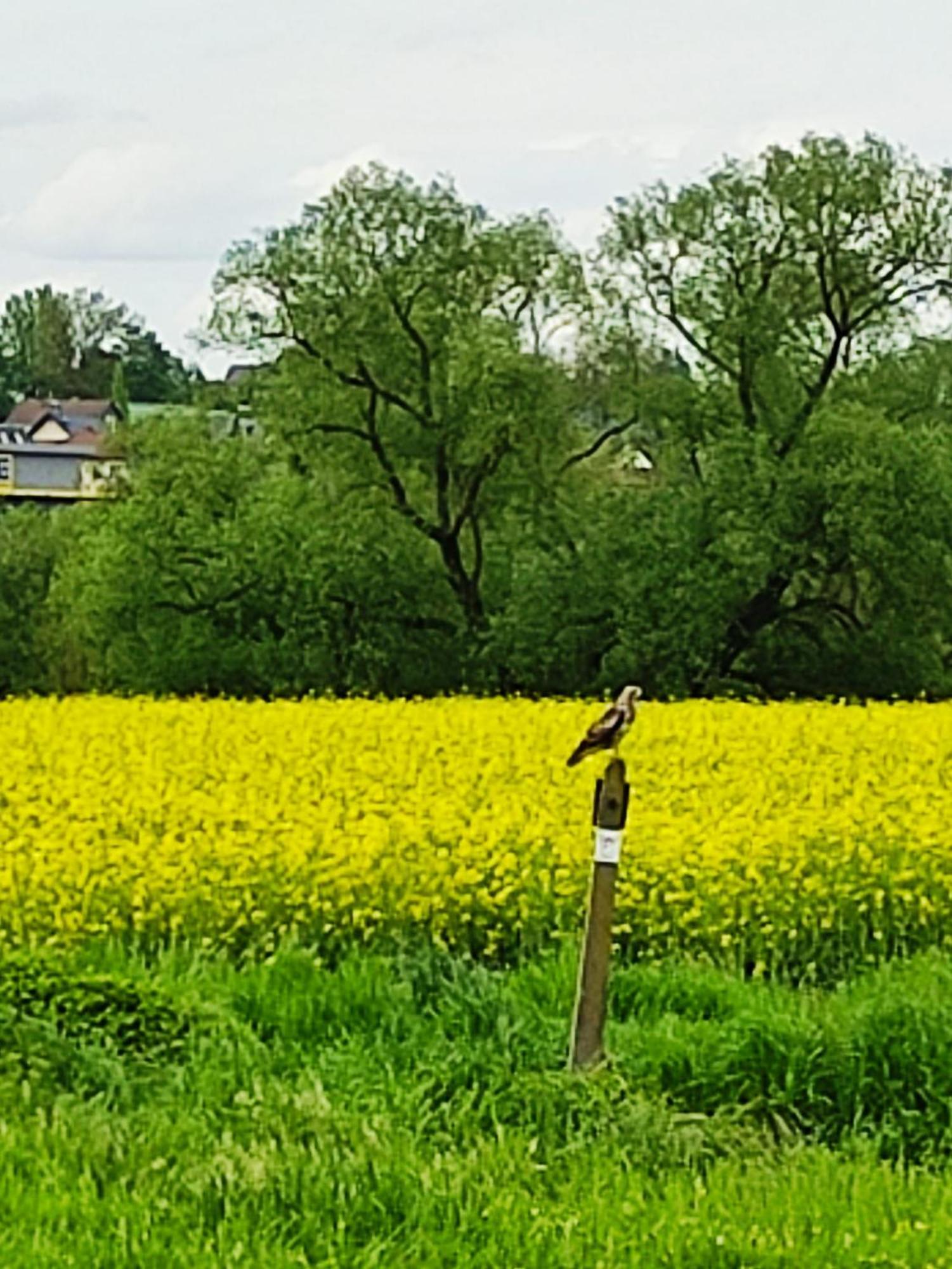 Ferienwohnung An Der Lahn Limburg an der Lahn Exteriör bild